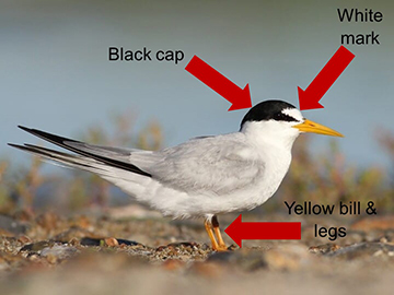 Identifying features of the adult least tern are highlighted. Photo by Florida Fish & Wildlife.